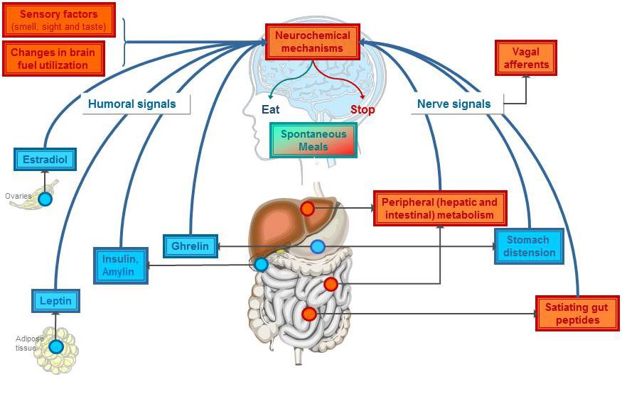 Enlarged view: Schematic of important factors/mechanisms that control eating. Topics of our research are marked in red. 