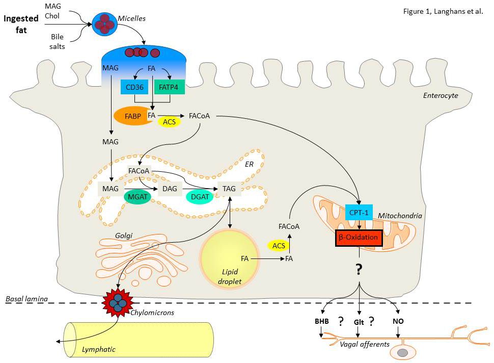 Enlarged view: Figure 1: Schematic of the proposed enterocyte fatty acid oxidation sensing mechanism that influences eating. Only the major metabolic pathways of fatty acids with their key enzymes are depicted for simplicity. ACS, acyl-CoA synthase; BHB, beta-hydroxybutyrate; Chol, cholesterol; CPT-1, carnitine palmitoyl transferase-1; DAG, diacylglycerol; DGAT, diacylglycerol acyltransferase; FA, fatty acid; FABP, fatty acid binding protein; FACoA, fatty acyl-coenzyme-A; FATP, fatty acid transport protein; Glt, glutamate; NO, nitric oxide; MAG, monoacylglycerol; MGAT, monoacylgylcerol transferase; TAG, triglycerides; ER, endoplasmic reticulum.