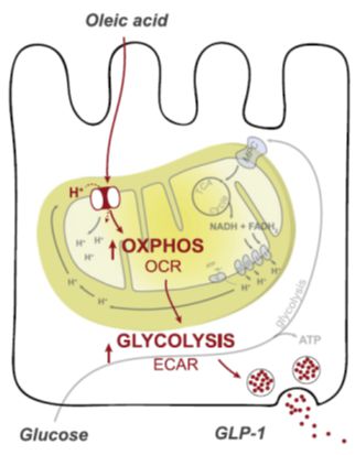 Enlarged view: Figure 3: Proposed mechanism of oleic acid-induced GLP-1 release from the enteroendocrine cell line model GLUTag.