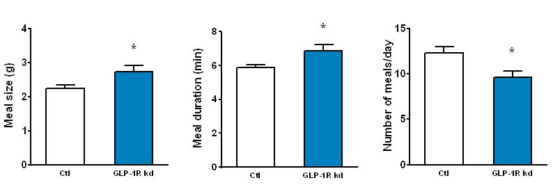 Enlarged view: Figure 3: GLP-1 receptor knockdown in vagal afferents leads to a persistent increase in meal size and meal duration that is compensated by a decrease in meal frequency (Krieger et al., Diabetes 65:34-43, 2016) 